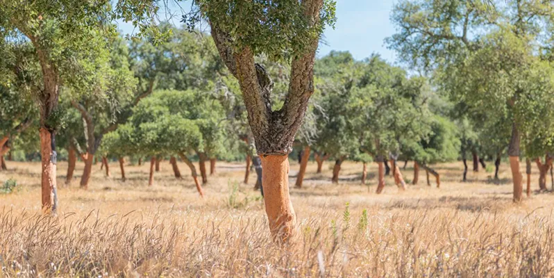 Cork forest in spain