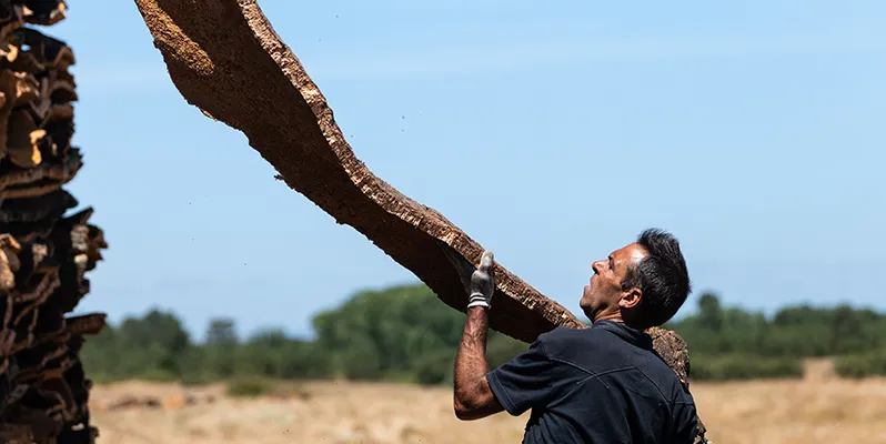 Close up of man holding large tree bark